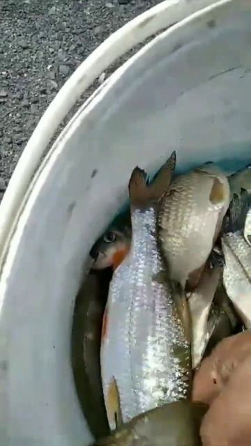 Линь есть #рыбалка #nature #fishing #рыбалкаказахстан #лето #sho смотреть онлайн