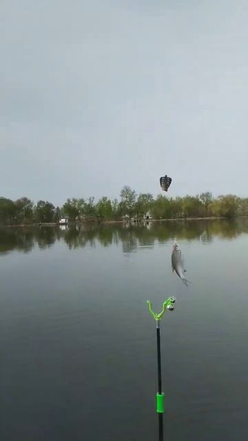 Густера на фидер смотреть онлайн