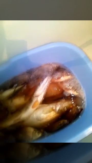 Улов после ночной рыбалки на касынку. смотреть онлайн