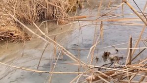 BALIQ OVI / РЫБАЛКА / FISHING #olloyor_mehmonaliyev #baliqovi  2-января 2025 г.