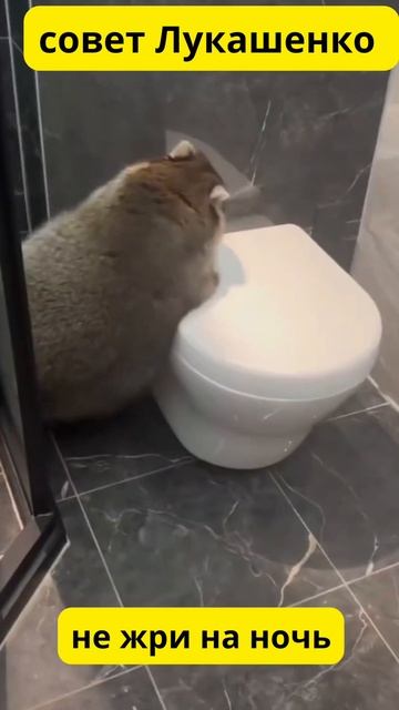 Не ешь на ночь!#юмор#прикол#забавныеживотные смотреть онлайн