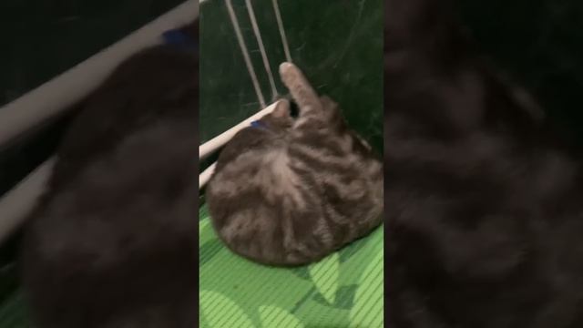 FUNNY CATS /CATS/ПРИКОЛЬНЫЙ КОТИК/🐈😻😽😽 смотреть онлайн