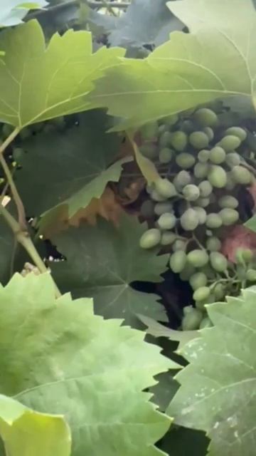 Крымский виноград смотреть онлайн