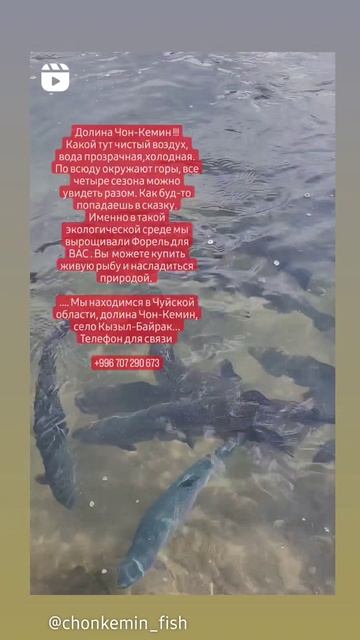 #бишкек #кыргызстанжанылыктары #лето #природа2023 #родин смотреть онлайн