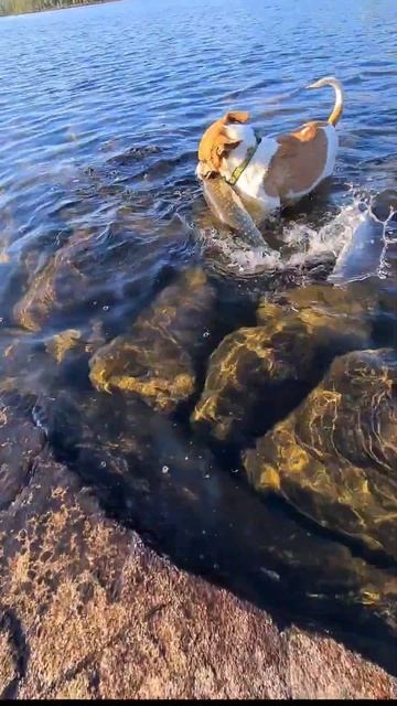 ето самый дорогой и лучший подсак в мире. рыбалка в Но? смотреть онлайн