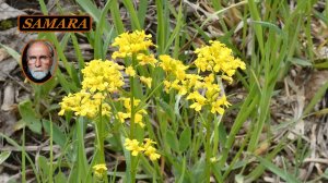 Самара. Ботанический сад. 25-05-04. & Samara. Botanical garden.