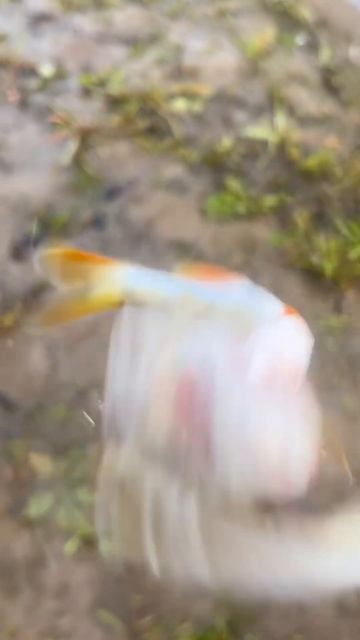 На живца #рыбалка смотреть онлайн