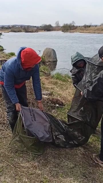 Взвешивание #фидер #feederfishing #рыбалка #лещ #breamfishing #bream смотреть онлайн