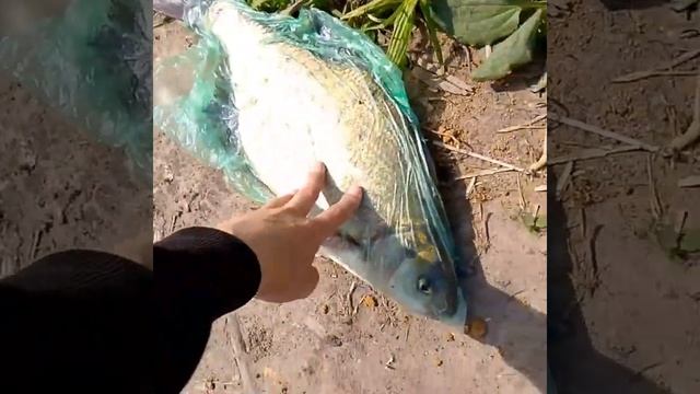 #рыбалка2024#Кокшага#лещ#фидер#Марий эл#россия смотреть онлайн