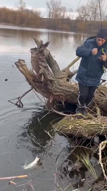 СУДАК НА МАНДУЛУ МАНДУЛА РУЛИТЬ #shortvideo #fishing #carpfishing #carp смотреть онлайн