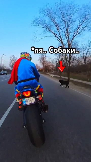 Внезапная атака СОБАК… Успел наложить в штаны от неожиданности😂 #мото смотреть онлайн
