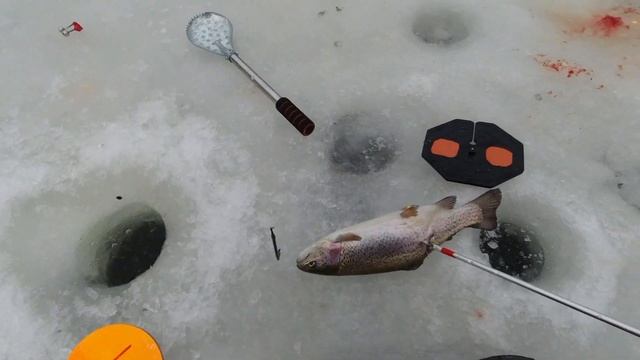 Мисайлово форель на блесну-мигалку Правила водоема.