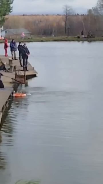 Поимка на dohna 🇩🇪 с фиолетовой подложкой #москва #fishing смотреть онлайн