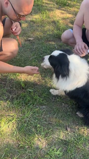 Прибилась собака,нашли хозяев приехали забрали #рыбал смотреть онлайн