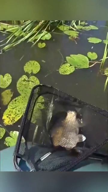 Карась на удочку #рыбалка #fishing смотреть онлайн
