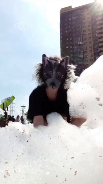 пенААаАААвВАаА #кв #териан #квадробика #спорт #лес #лес? смотреть онлайн