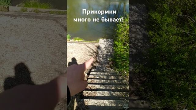 Прикормки много не бывает! Выехал на речку, скоро стри? смотреть онлайн
