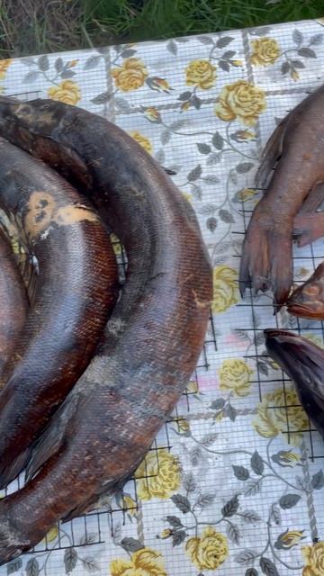 Добыча горячего копчения #рыба #рыбалка #кухня #копчен? смотреть онлайн