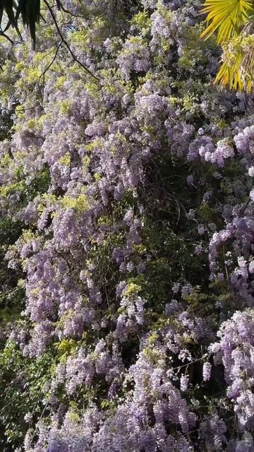 Глициния в Афоне, Абхазия #абхазия смотреть онлайн