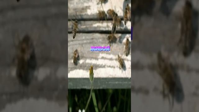 Как пчелы убивают шершня