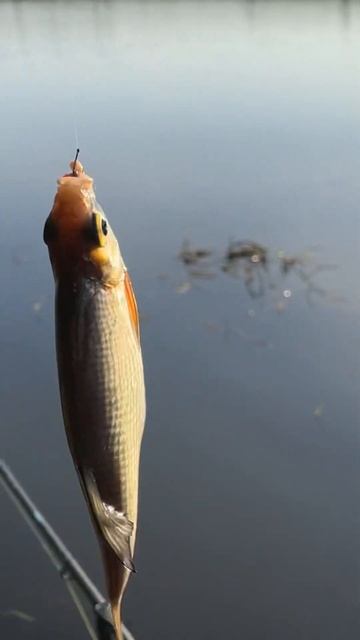 Миллион поклёвок густера бара #рыбалкакстово #фидер #п смотреть онлайн