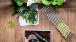 Сажаем Монстеру Манки на опору