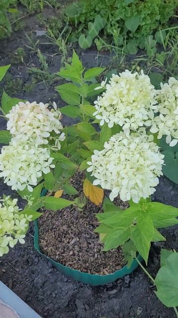 Гортензия Pixio смотреть онлайн