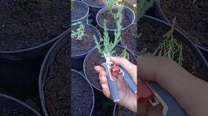 Когда можно формировать можжевельник скальный?