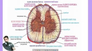 Спинной мозг  | коротко и понятно