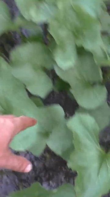 1829 Рыбная Струйка Тайга Удочка Поплавок #дмитрийяков # смотреть онлайн