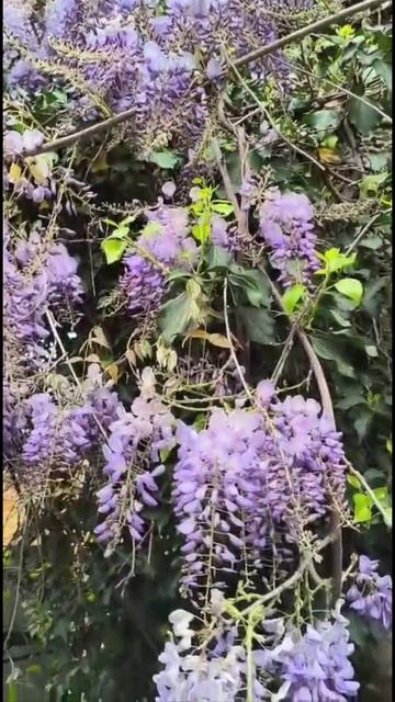 ГЛИЦИНИЯ - СИРЕНЕВОЕ ДЕРЕВО смотреть онлайн