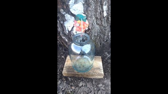 Как собрать березовый сок. Добыча и консервация смотреть онлайн