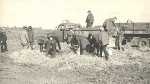 Ишим 1973. Горожане на уборке картофеля.