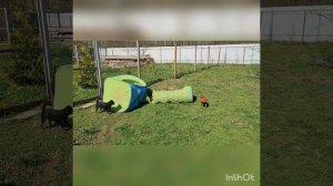 Туннель обожаемый всеми😄 Прогулки с гриффонами