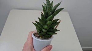 Сансевиерии. Адаптация новинок из Азии. Процесс и резу