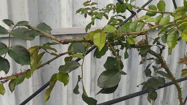 20.10.2024г. Обзор сада в октябре.🌹Флорентина,Apricot Sky, Негр смотреть онлайн