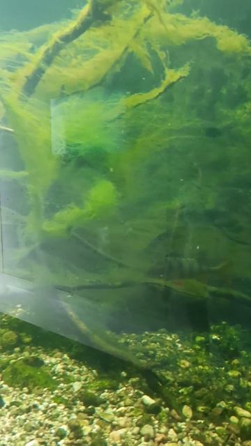 Осётр ! Жизнь пресноводных рыб и среда их обитания #fishin смотреть онлайн