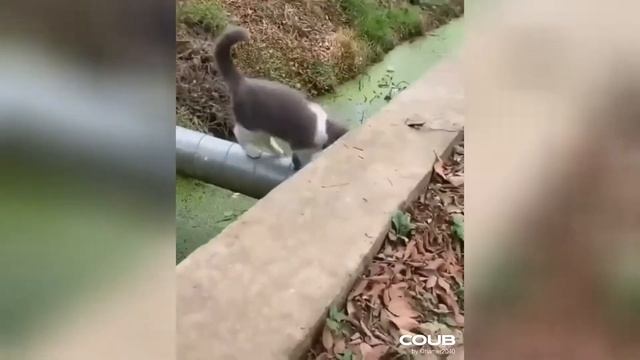 #116 Gifs with sound - Best Cube приколы | Cuber Buber смотреть онлайн