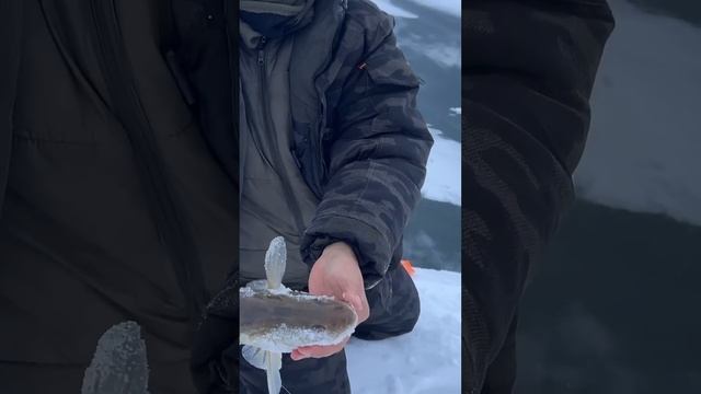 Мықты судак #рыбалка #fishing #рыболовная #щука #врек #зима смотреть онлайн