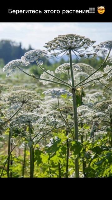 #странности #факты #познавательное #познавалка #shorts #yout смотреть онлайн