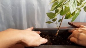 Лантана / Lantana camara  #1 Февраль 2025