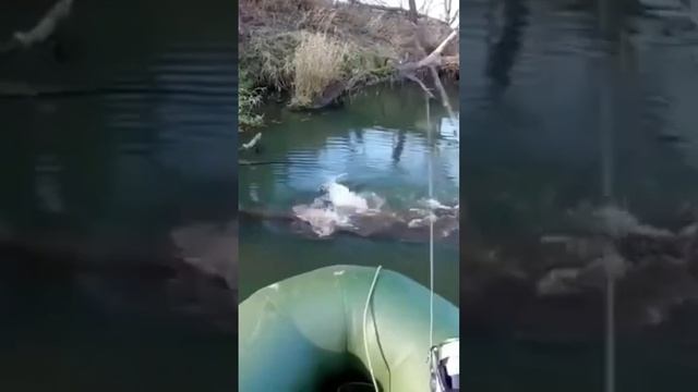 #рыбалка #шука #наживца #лайфхак #скачать послевкусие смотреть онлайн