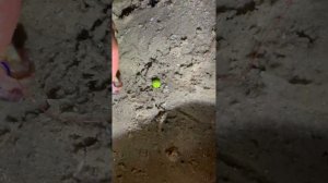 Гороховые бойлы #fishing #sorts