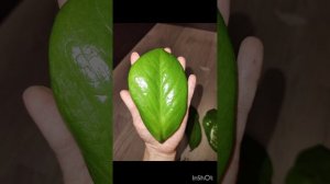 Размножение замиокулькаса листом и черенками