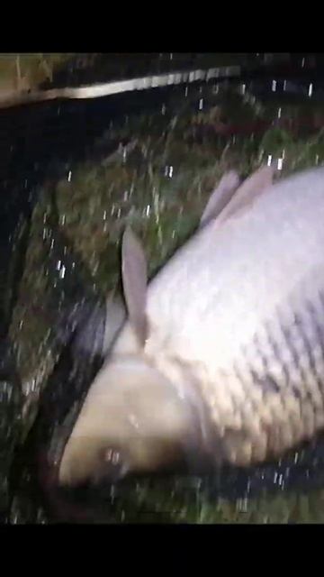 Нічний монстр взяв на pop-up банан 8мм смотреть онлайн