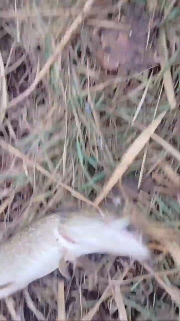 Ловля щуки на живца в Краснодарском крае в декабре мес смотреть онлайн