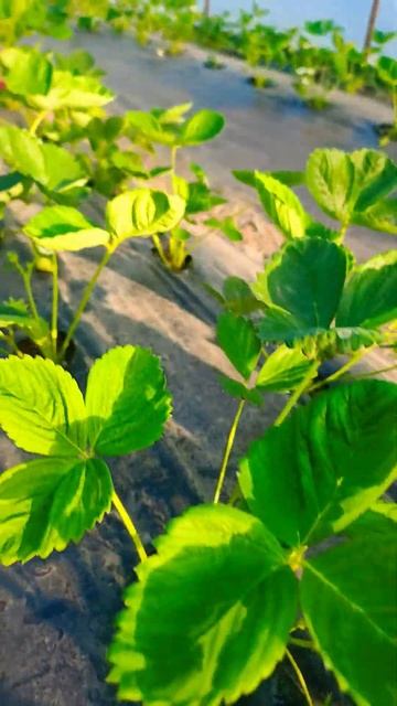 Клубники #балаган #клубника #теплица #азия #альба #клер? смотреть онлайн