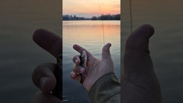 ПРЕСТИЖНЫЙ мормышинг ч.2. Тест комплекта Dayo Prestige, вываж