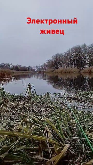 Тестирую жива #рыбалка #речка #живец смотреть онлайн