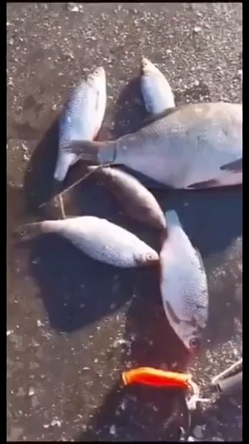 Зимняя рыбалка в Ярославле смотреть онлайн